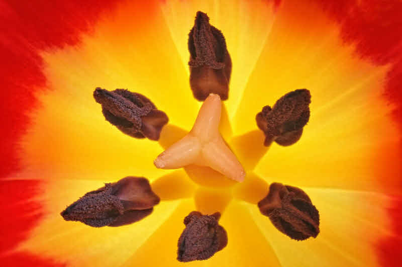 2/28/08 - Tulip Macro
