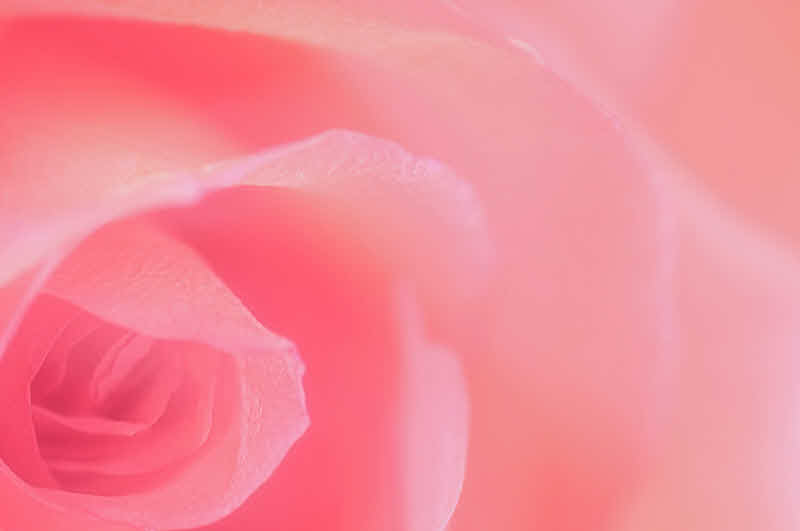 3/3/08 - Rose Macro