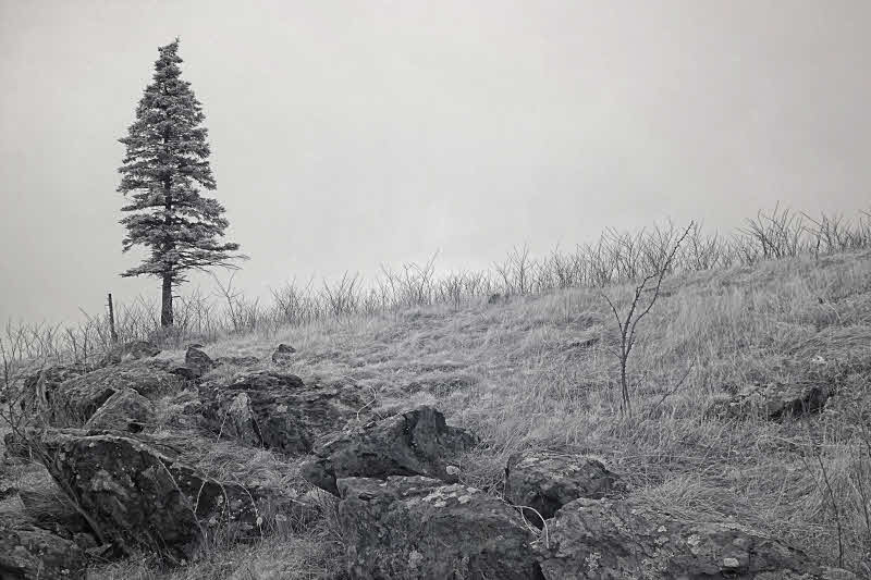 3/4/08 - Infrared Pine