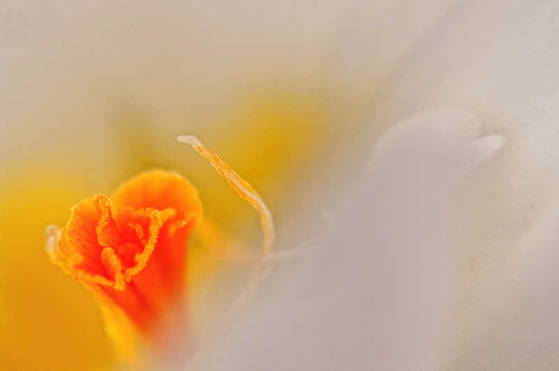 3/9/08 - Twice Life Size Crocus
