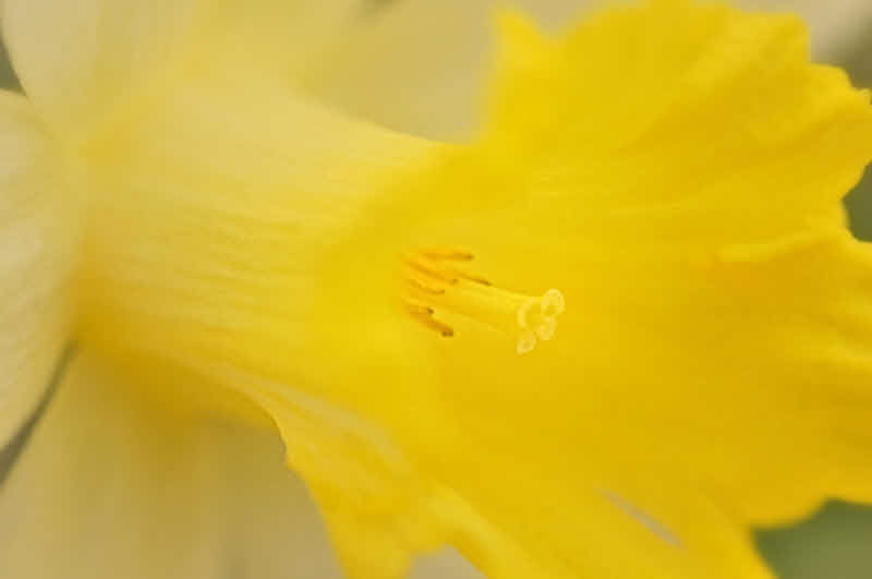 3/10/08 - Im a Little Daffy
