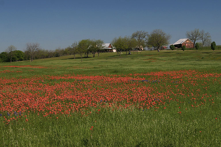 IMG_0923 Indian paintbrush.jpg