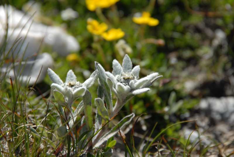 Edelweiss at 2700 m..JPG