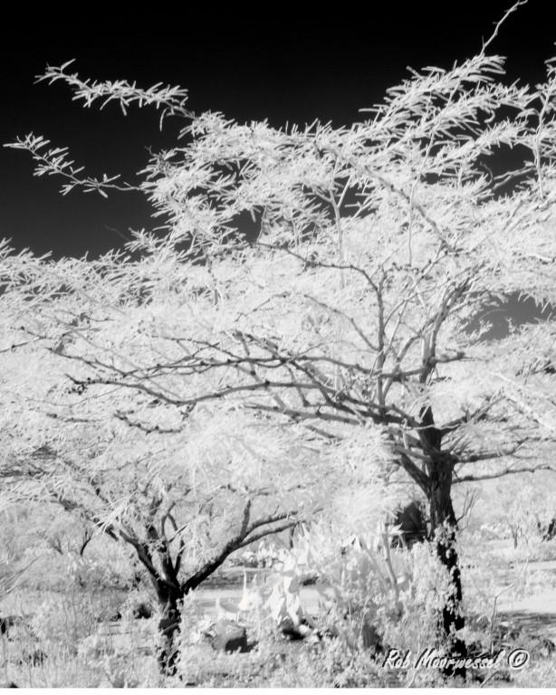 Trees In Infrared