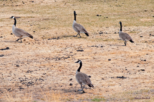 Four Geese on Dry Grass - z IMG_1461 