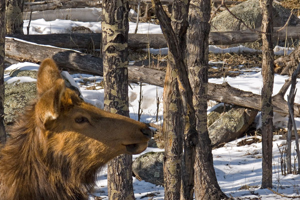 zP1030891 Lady elk in aspen grove in RMNP C2.jpg