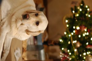 DSC_0214.JPG