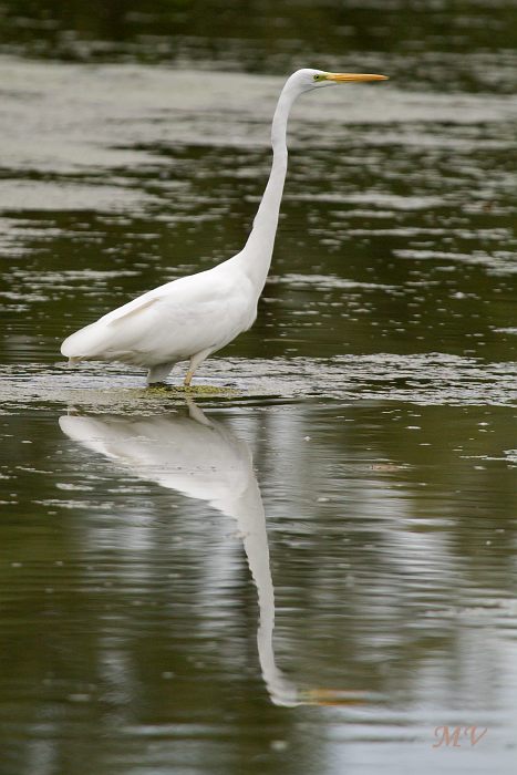 .Grote zilverreiger.....  Great egret.