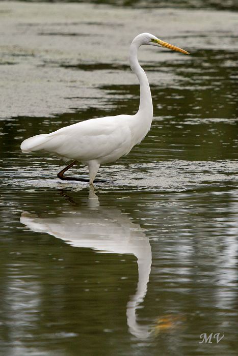.Grote zilverreiger.....  Great egret.