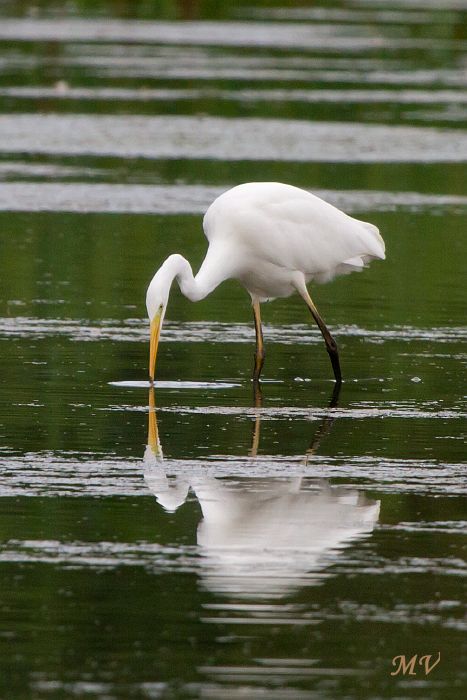.Grote zilverreiger.....  Great egret.