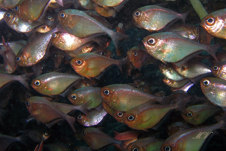 Caracas baai