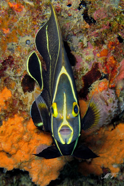 Aqua electra