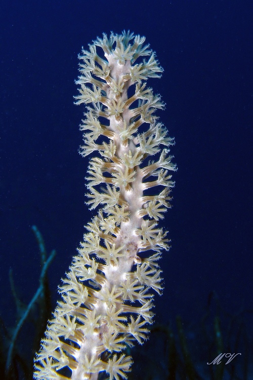 Aqua electra