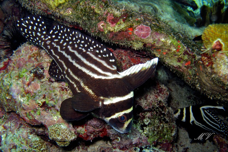 Aqua electra