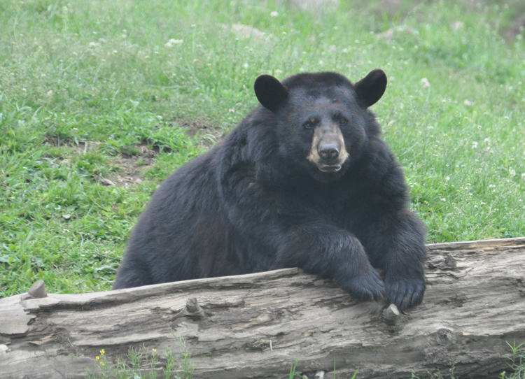 Bear 1