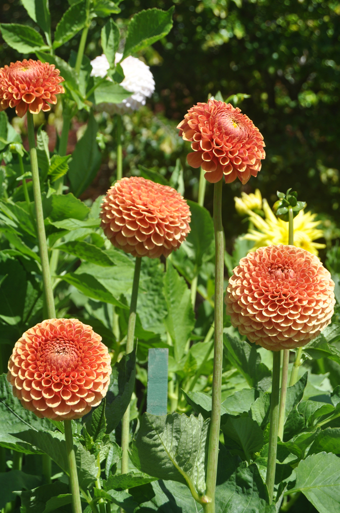 Zinnia 1