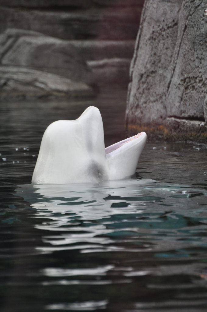 Beluga 1.JPG