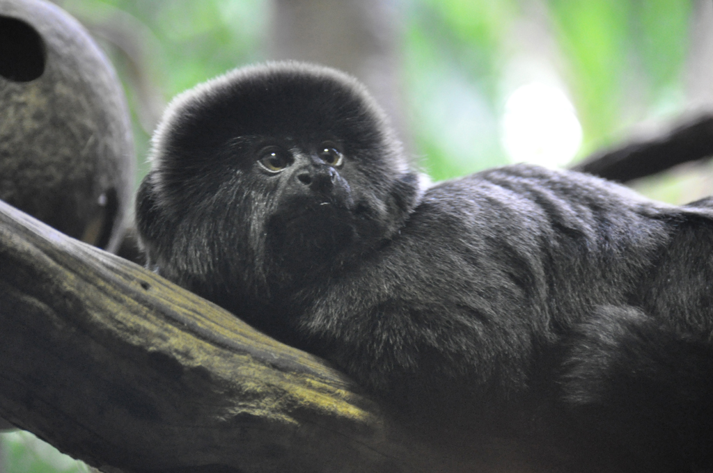 Marmoset.JPG