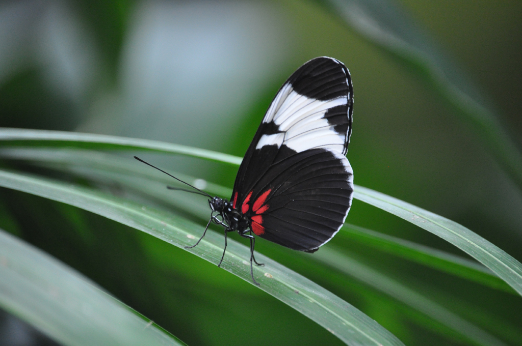 Sara Longwing- Heliconius sara, closed wing