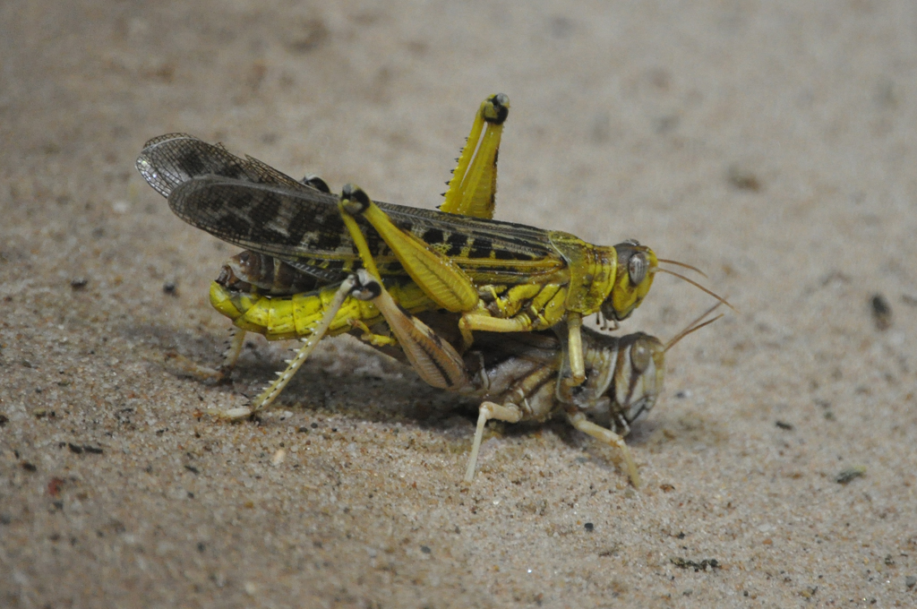 Grasshoppers mating
