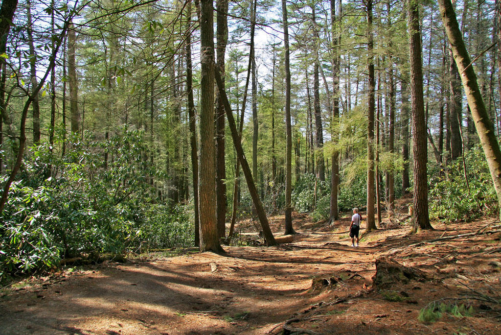 Hiking Trail- Linville Wilderness Area-North Carolina