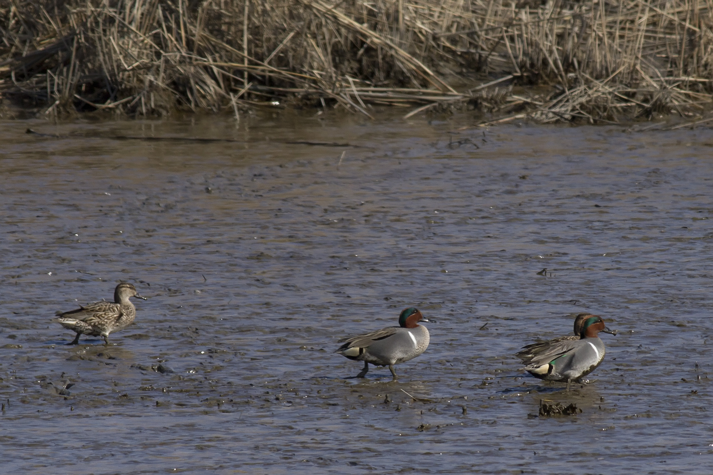 Green-winged Teal