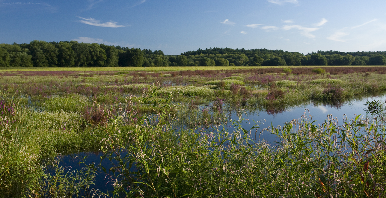 Great Meadows 2.jpg