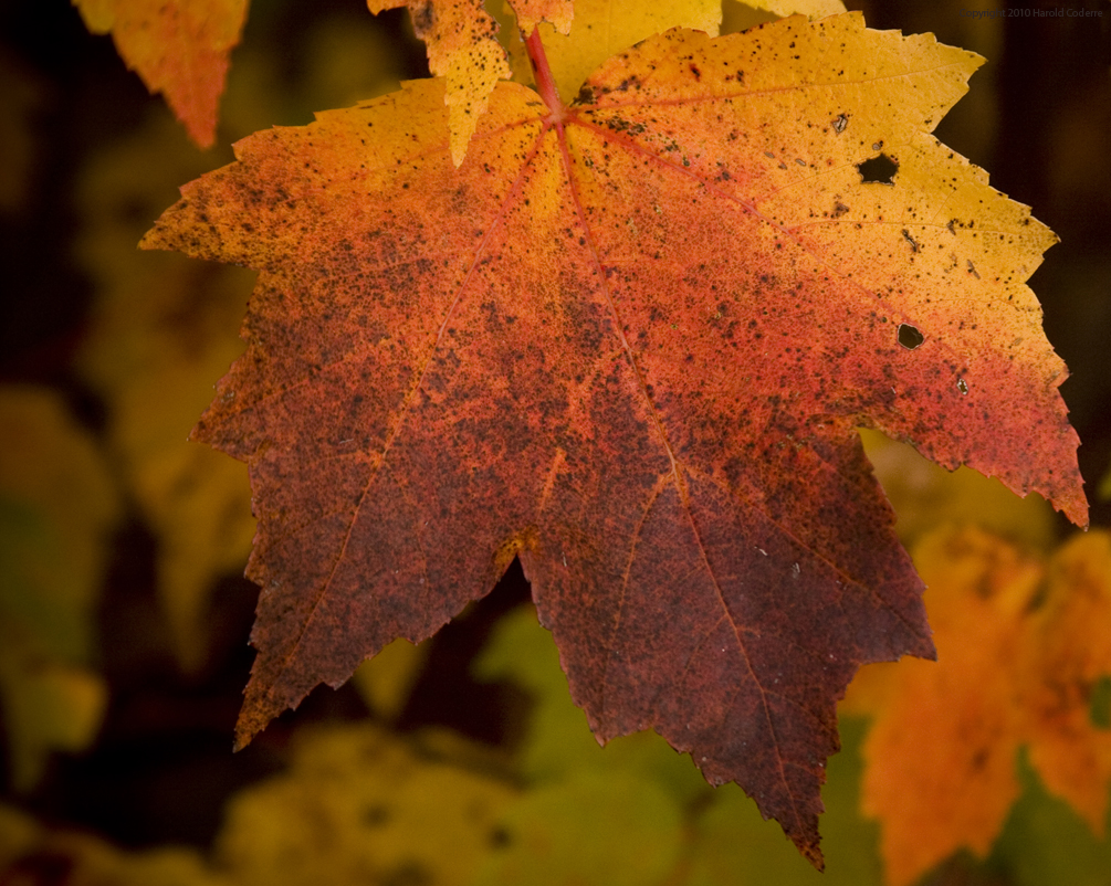 Autumn Leaf.jpg