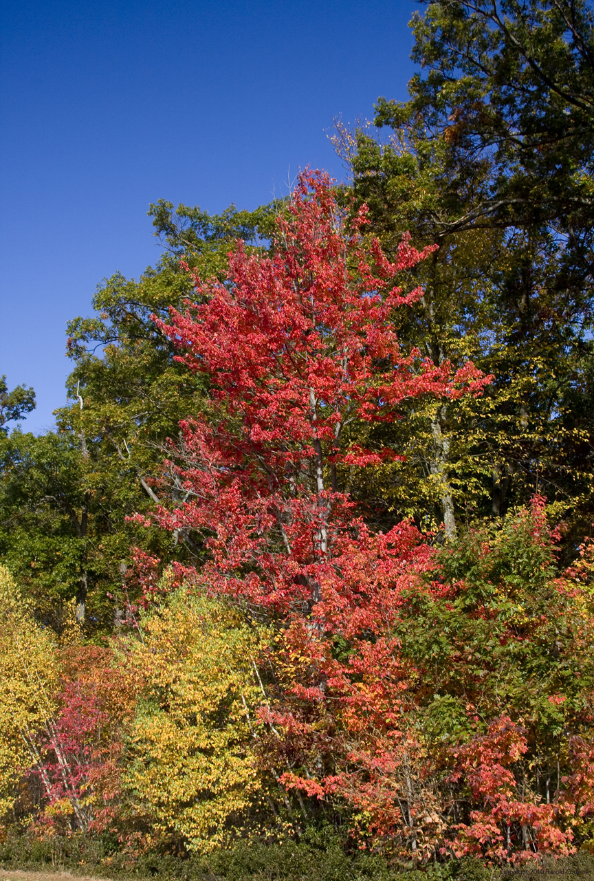Forest Edge.jpg