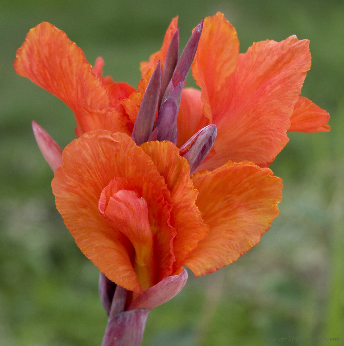 Flaming Orange.jpg