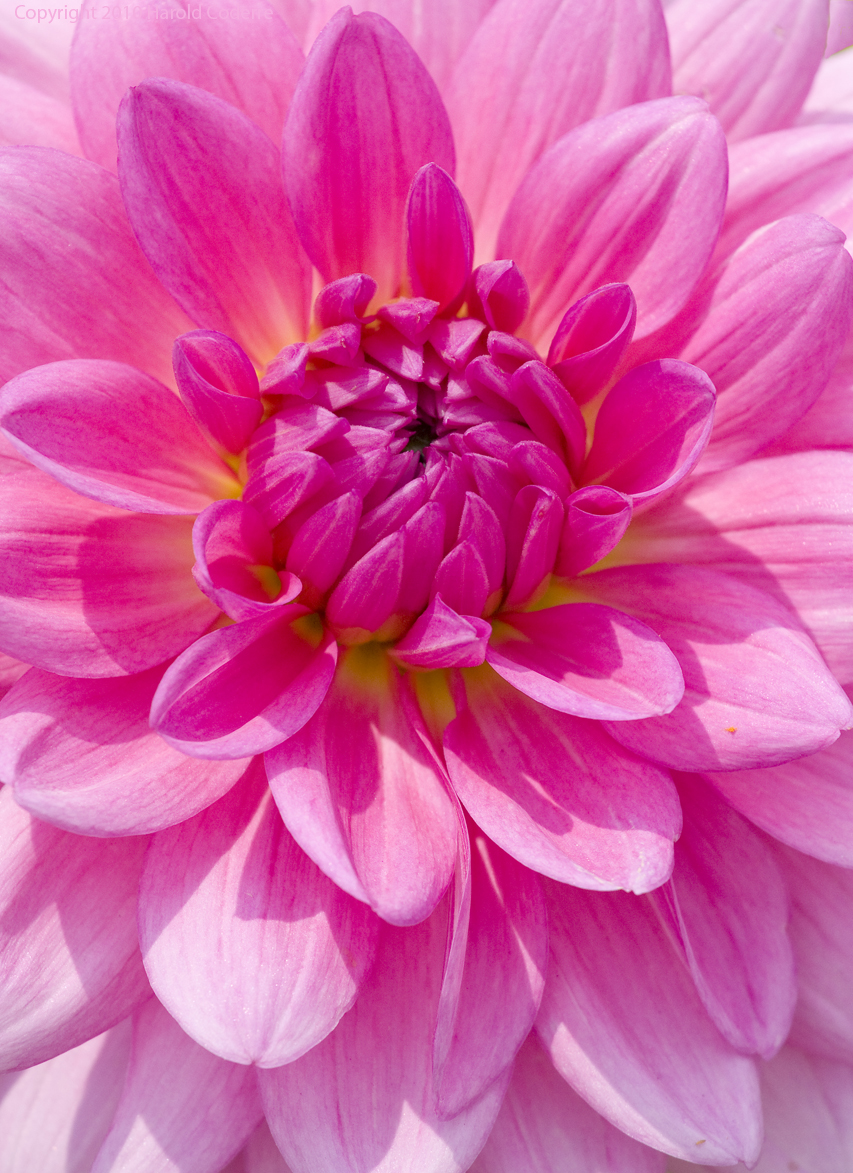Closeup in Pink.jpg