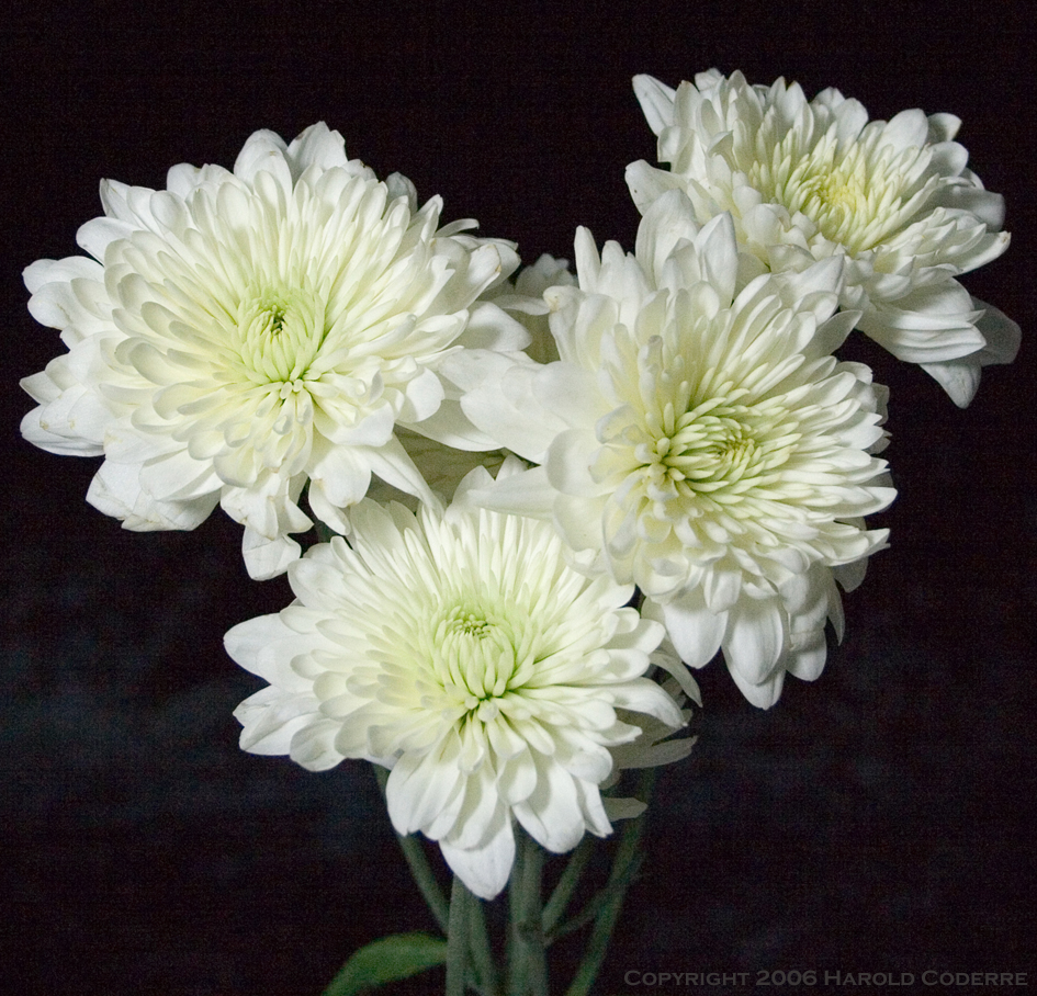 Four White Flowers.jpg