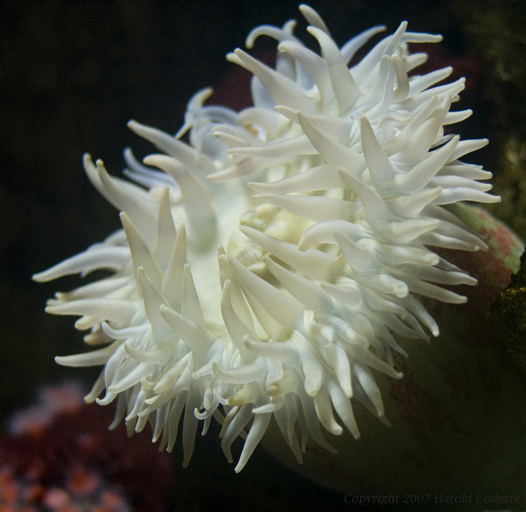Anemone.jpg