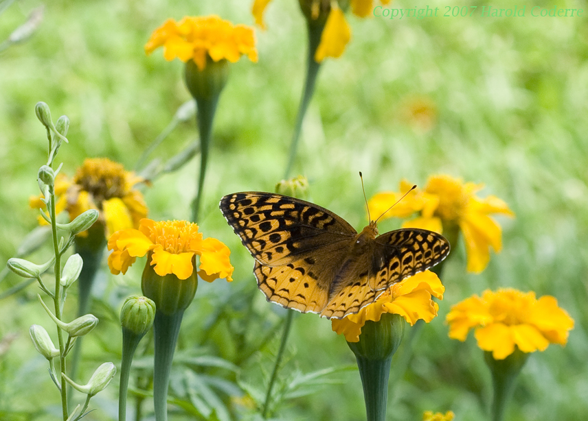 Butterfly.jpg