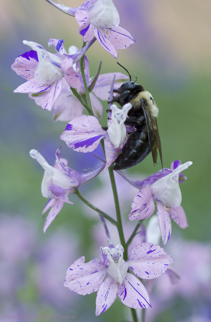 Large Insect.jpg