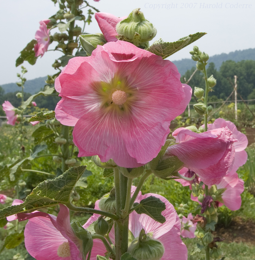 Monticello Pink Flowers.jpg