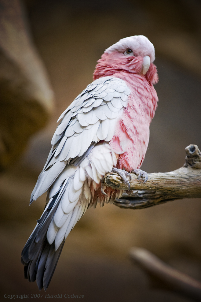 Roosting Pink Bird.jpg
