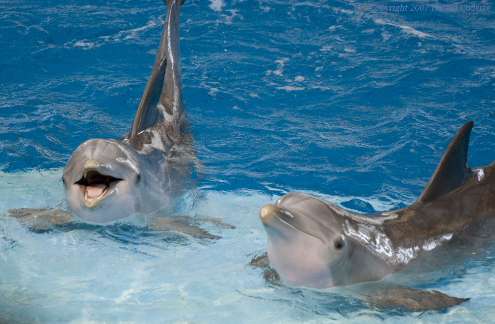 Two Dolphins.jpg