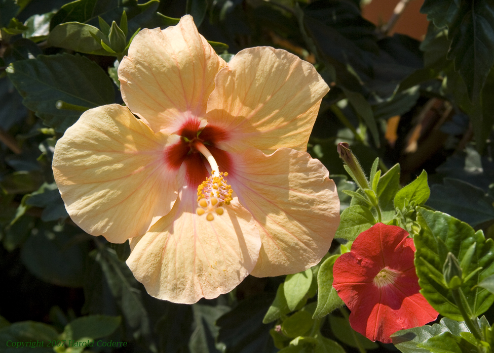 Two Flowers.jpg