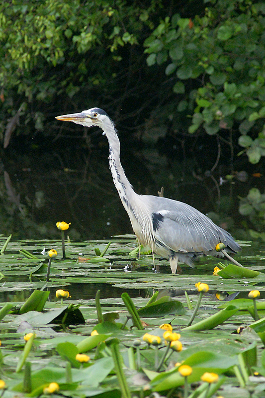 Great Blue Heron