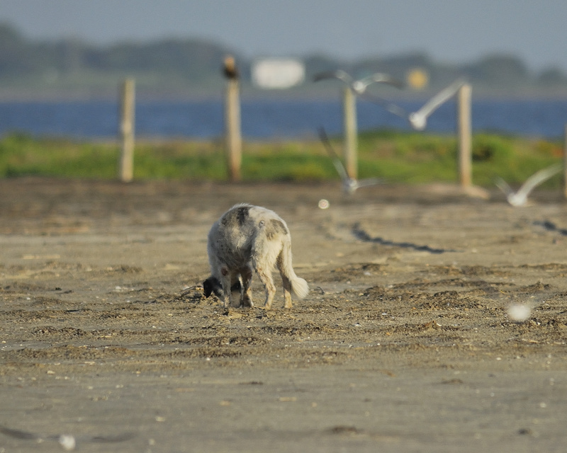 dog eating plover BRD7708.jpg