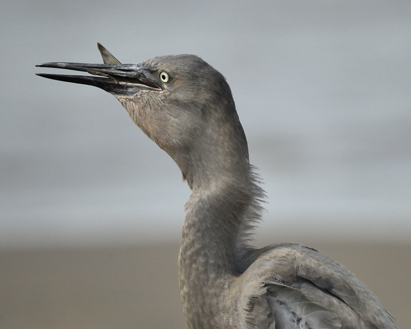 reddish egret BRD0142.jpg