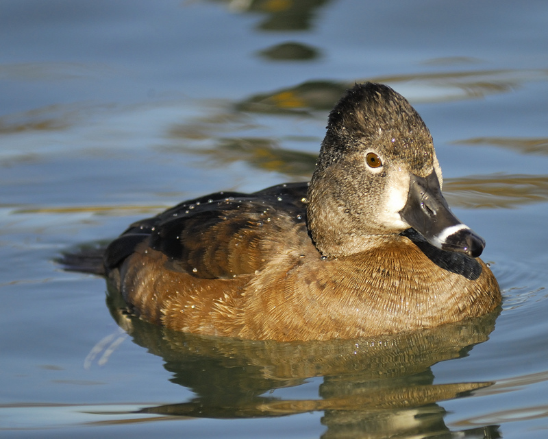 ring-necked duck BRD4989.jpg