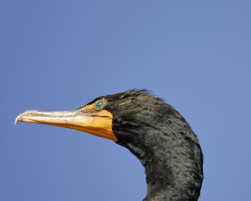 double-crested cormorant BRD8782.jpg