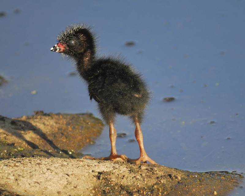 purple gallinule BRD6921.jpg