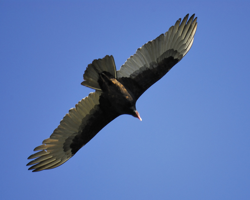 turkey vulture BRD3891.jpg