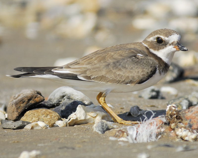 semipalmated plover BRD5640.jpg