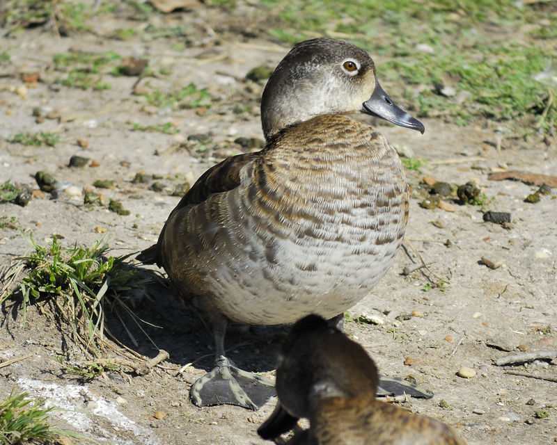ring-necked duck BRD7788.jpg