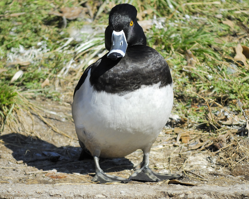 ring-necked duck BRD7790.jpg