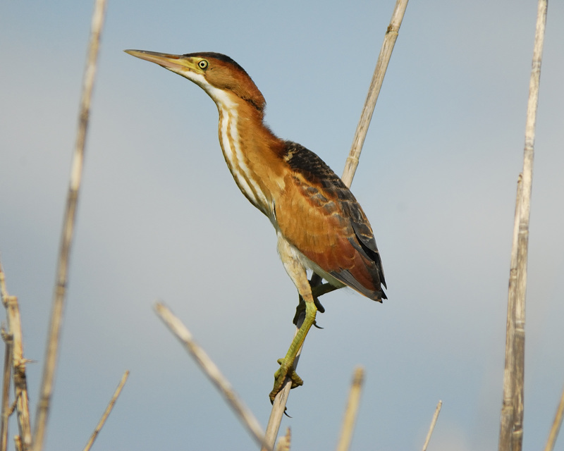 least bittern BRD7567.jpg